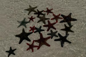 Pingwe: zeesterren, Blue Lagoon, snorkelen & The Rock Tour