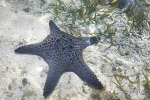 Pingwe: zeesterren, Blue Lagoon, snorkelen & The Rock Tour