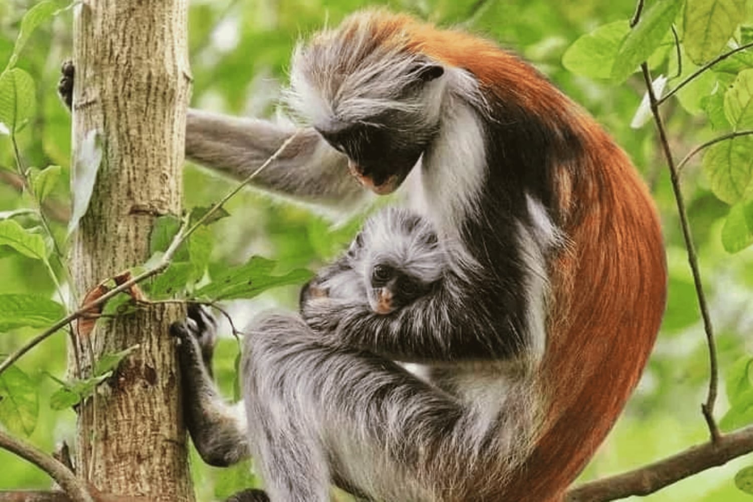 Pingwe: Ui Kuza-luolassa ja nauti illallinen The Rock Restaurantissa