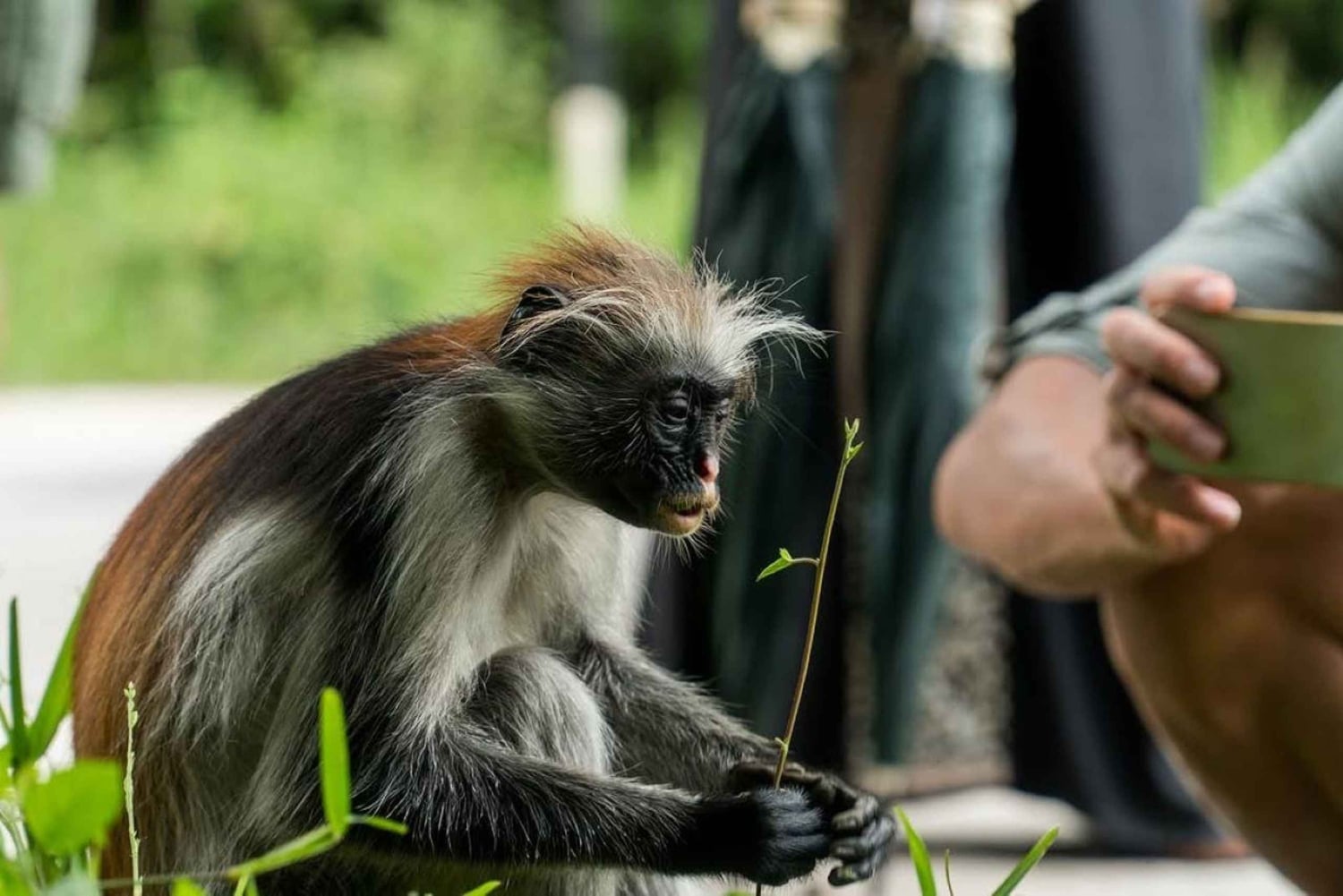 Pingwe: Ui Kuza-luolassa ja nauti illallinen The Rock Restaurantissa