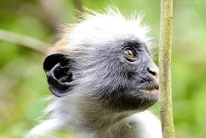 Pingwe: Ui Kuza-luolassa ja nauti illallinen The Rock Restaurantissa