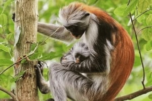 Pingwe: Ui Kuza-luolassa ja nauti illallinen The Rock Restaurantissa