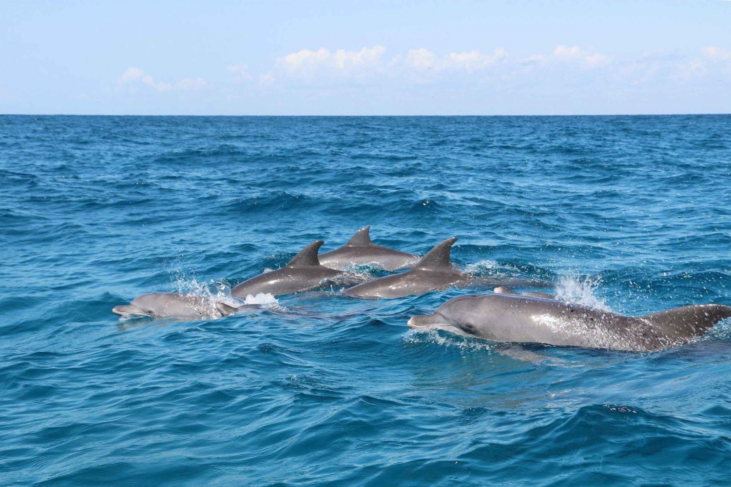 Ilha Prisão, experiência de pausa para o almoço, passeio com golfinhos em Mnemba