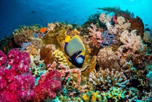 Ilha Prisão, experiência de pausa para o almoço, passeio com golfinhos em Mnemba