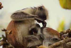 Sansibar: Vankilasaari, apinat ja Kuza-luola Yksityinen kierros