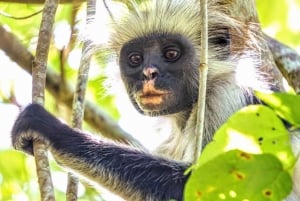 Zanzibar: Prison Island, Monkeys, and Kuza Cave Private Tour
