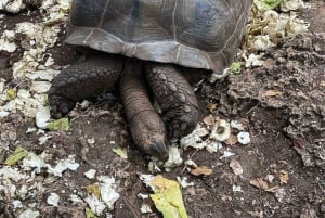 Prison Island, Sea Turtles, Rock Restaurant & Relax in Beach