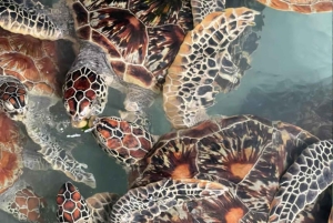 Prison Island, Sea Turtles, Rock Restaurant & Relax in Beach
