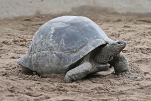 Prison Island, Sea Turtles, Rock Restaurant & Relax in Beach