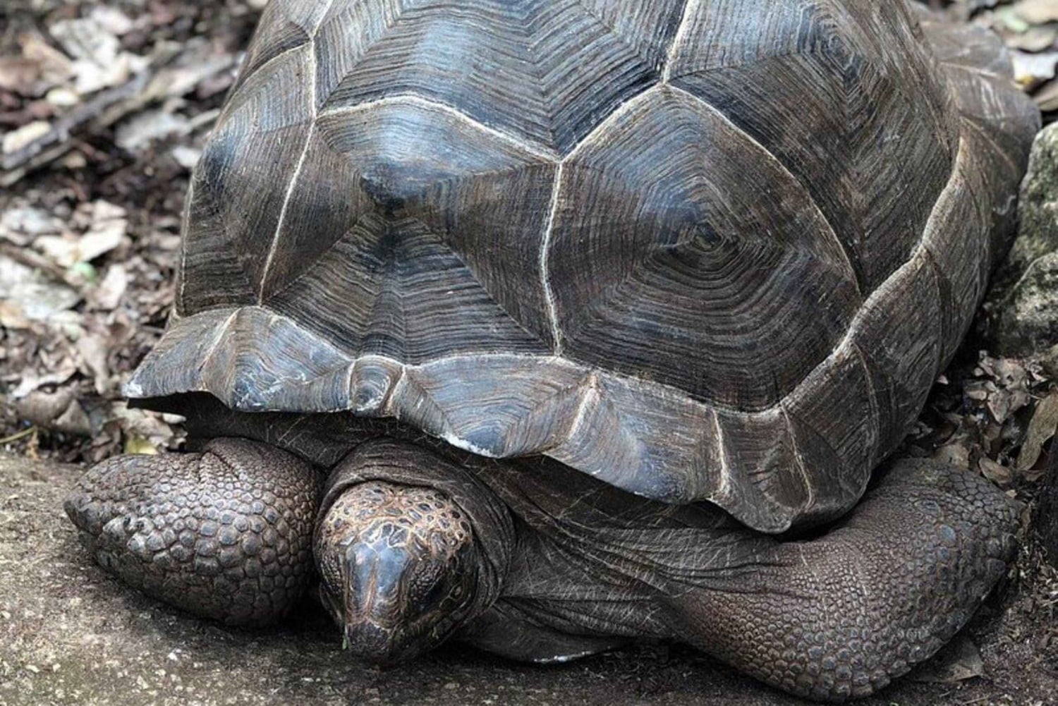 Остров Призон, ферма специй и ресторан The Rock