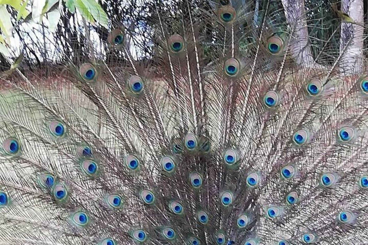 Остров Призон, ферма специй и ресторан The Rock