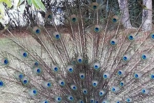 Остров Призон, ферма специй и ресторан The Rock