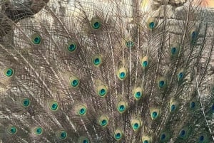 Остров Призон, ферма специй и ресторан The Rock