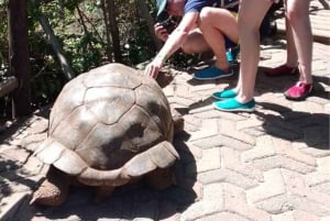 Mnemba Dolphin Watching & Prison Island Adventure With lunch