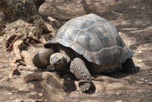 Wycieczka na Wyspę Więzienną