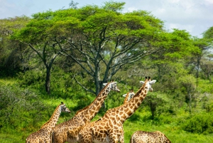 アルーシャ国立公園でプライベート4WDヴィターラサファリをお楽しみください