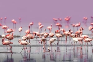 Privat Ol Doinyo Lengai 2-dagers eventyr