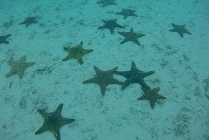 Privat tur: Snorkling i Den blå lagune med sjøstjerner