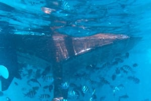 Pungume Island: snorkelen met een Sea Scooter