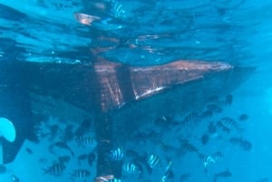 Pungume Island: Snorkeling by Sea Scooter