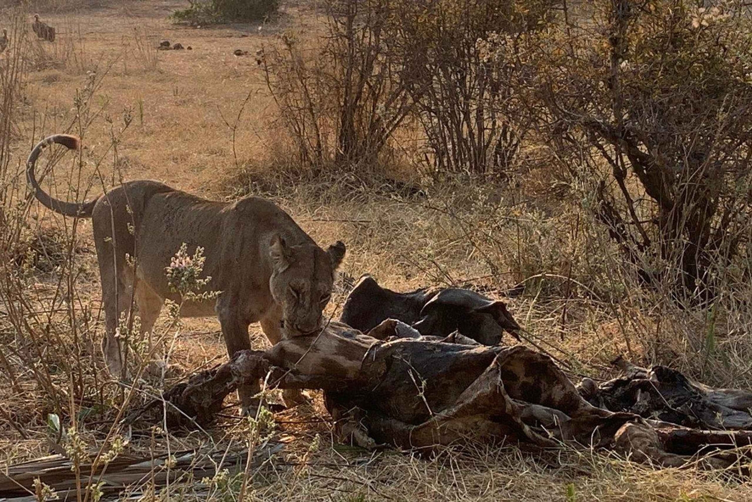 Safari grupowe w Ruaha 3 dni/2 noce