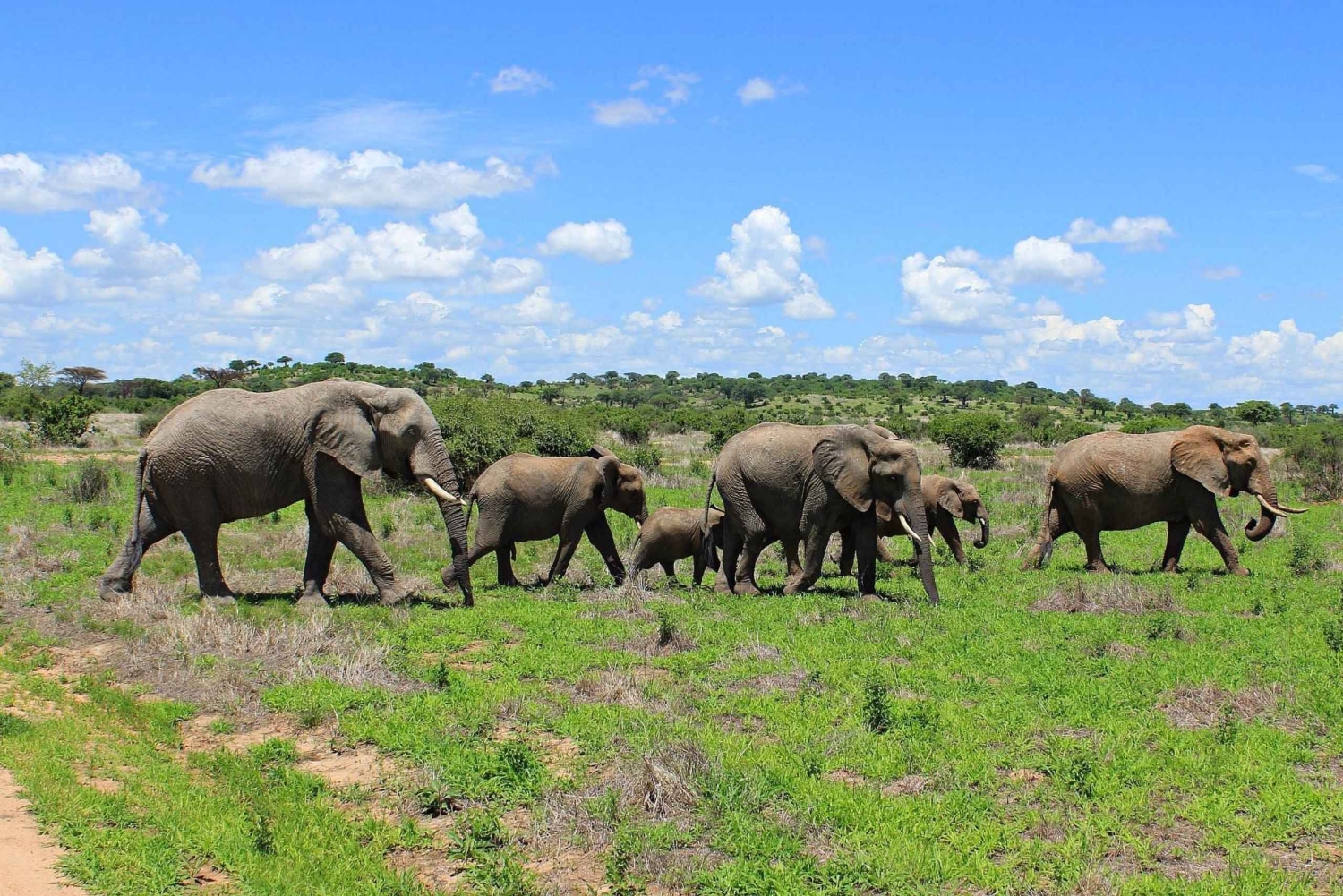 Safari grupowe w Ruaha 3 dni/2 noce