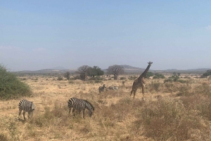 Safari grupowe w Ruaha 3 dni/2 noce