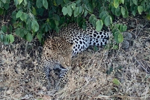 Safari grupowe w Ruaha 3 dni/2 noce