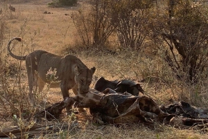 Safari grupowe w Ruaha 3 dni/2 noce