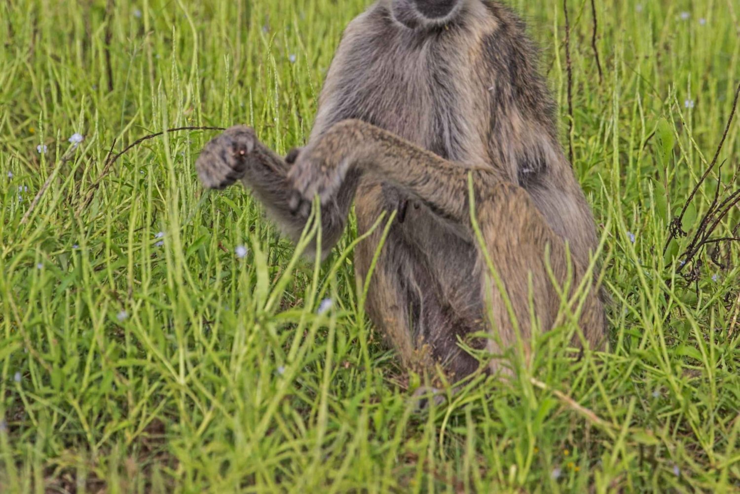 Ruaha nasjonalpark: 3-dagers campingsafari med måltider