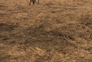 Djursafari från Zanzibar till Mikumi 3 dagar och 2 nätter