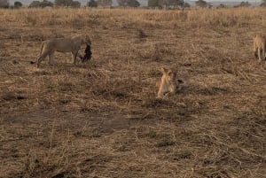 Djursafari från Zanzibar till Mikumi 3 dagar och 2 nätter