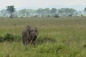 Djursafari från Zanzibar till Mikumi 3 dagar och 2 nätter