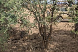 Djursafari från Zanzibar till Mikumi 3 dagar och 2 nätter