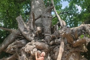 Safari Blue Adventure – sejlads, snorkling og et festmåltid med fisk og skaldyr