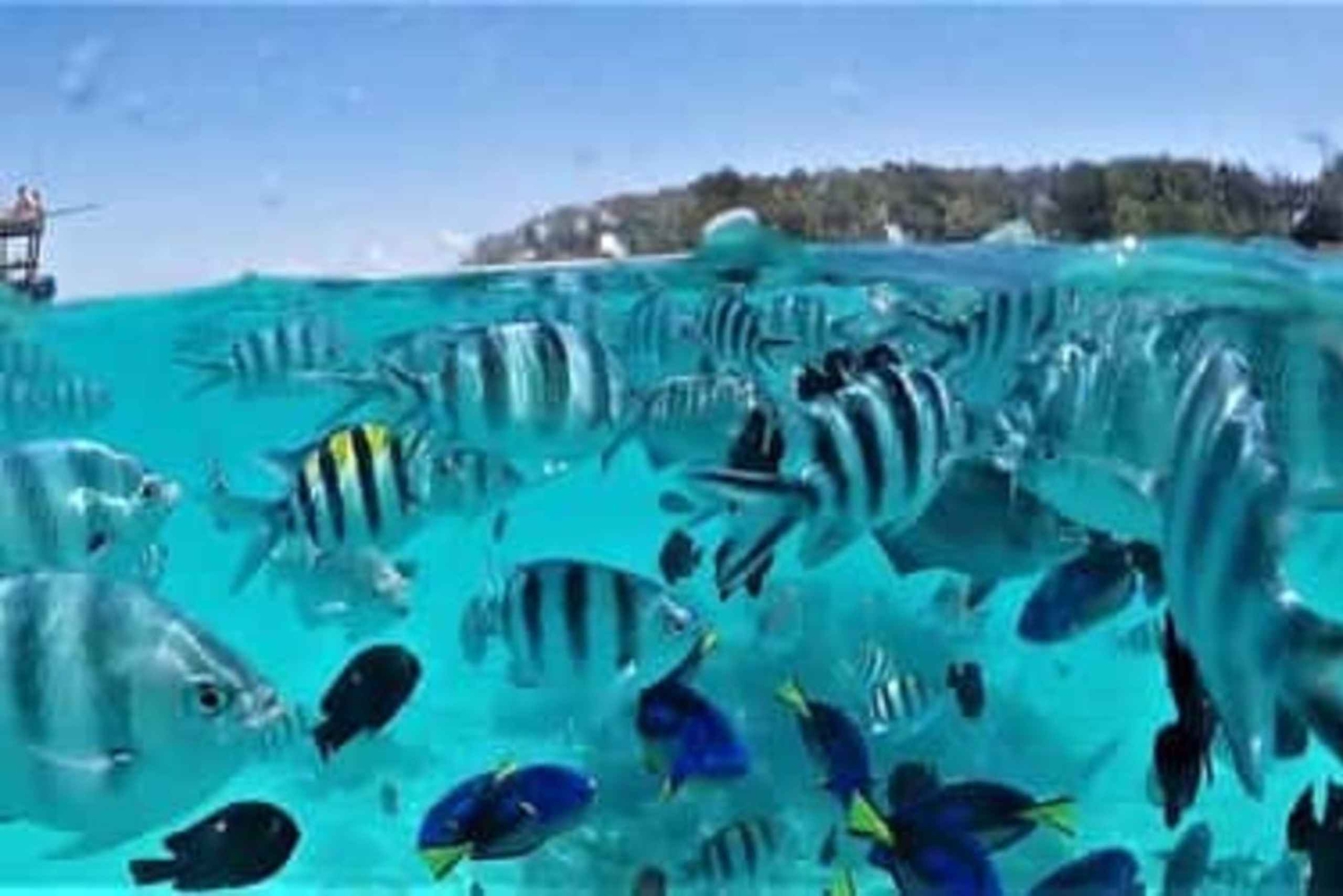 Safari Blue: Tagestour, Schnorcheln, weiße Sandbank, Meeresfrüchte