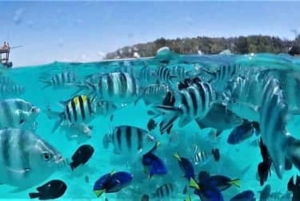 Safari Blue: Tagestour, Schnorcheln, weiße Sandbank, Meeresfrüchte