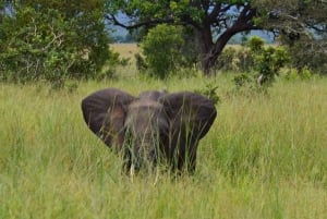 Zanzibar: Viagem de 1 dia de Safari de Zanzibar a Mikumi