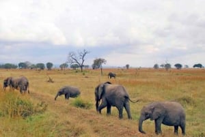 Zanzibar: Viagem de 1 dia de Safari de Zanzibar a Mikumi