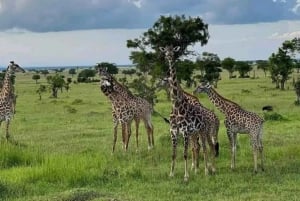 Zanzibar: Viagem de 1 dia de Safari de Zanzibar a Mikumi