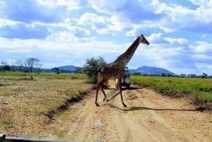 Zanzibar: Viagem de 1 dia de Safari de Zanzibar a Mikumi