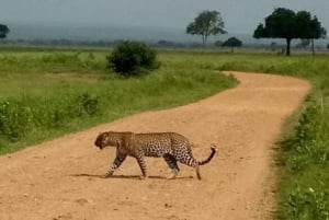 Zanzibar: Viagem de 1 dia de Safari de Zanzibar a Mikumi