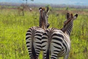 Zanzibar: Viagem de 1 dia de Safari de Zanzibar a Mikumi