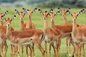 Zanzibar: Viagem de 1 dia de Safari de Zanzibar a Mikumi