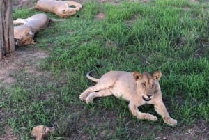 Zanzibar: Viagem de 1 dia de Safari de Zanzibar a Mikumi