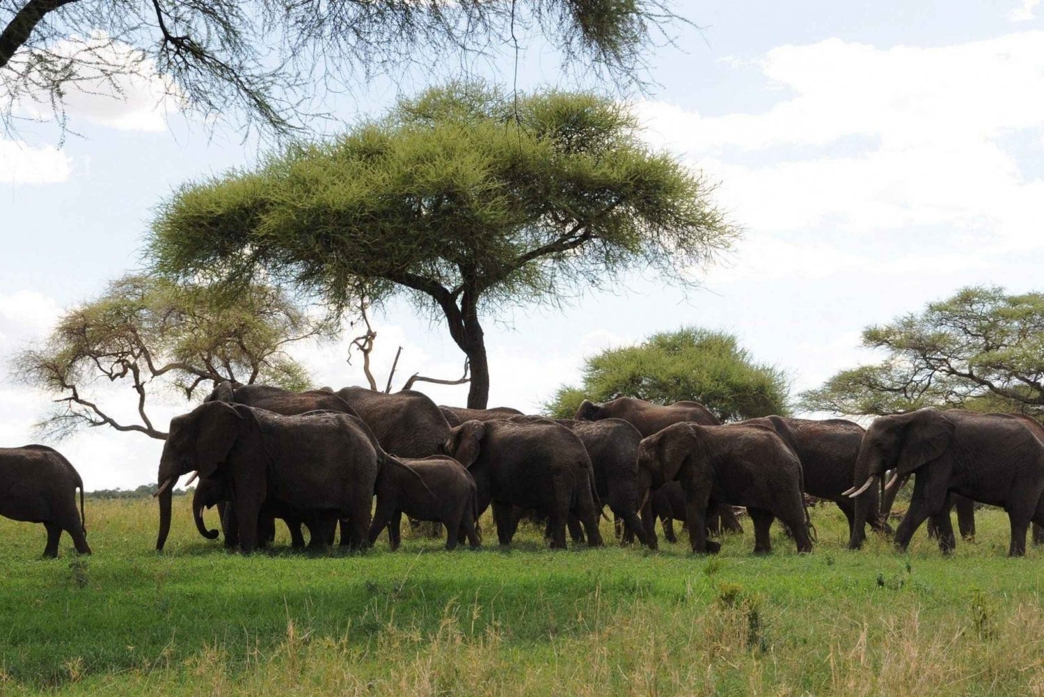 Safari w Parku Narodowym Tarangire (dodatek Tanzania)