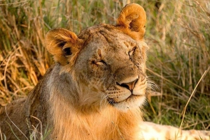 Safari in Tarangire National Park (Add-on Tanzania)