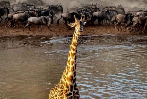 Safari in Tarangire National Park (Add-on Tanzania)
