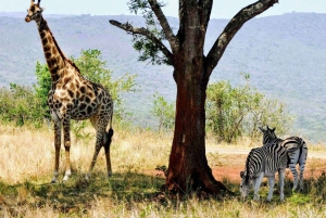 Safari in Tarangire National Park (Add-on Tanzania)