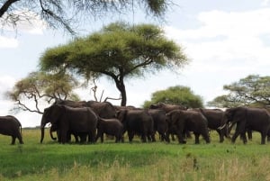 The Ultimate Guide to Safari Photography in Tanzania